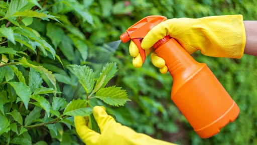 Les feuilles de rhubarbe : un trésor caché du jardinier pour éloigner les indésirables