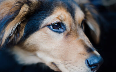Le toilettage : un soin essentiel pour le bien-être de votre chien