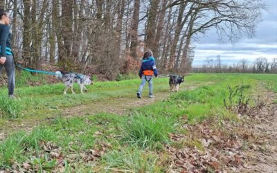 Canisol – Des randonnées matinales à partager avec son chien