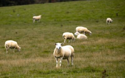 Loup dans le Charolais : quatre attaques en quelques jours, les éleveurs sous tension