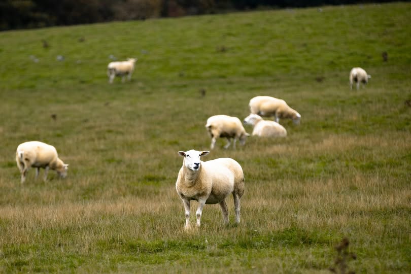 Loup dans le Charolais : quatre attaques en quelques jours, les éleveurs sous tension