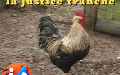 Kiki le coq chante, la justice tranche : la cour d’appel de Dijon donne raison au gallinacé d’Autun