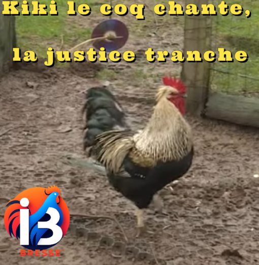 Kiki le coq chante, la justice tranche : la cour d’appel de Dijon donne raison au gallinacé d’Autun