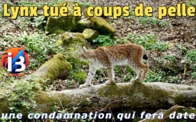 Lynx tué à coups de pelle : une condamnation qui fera date