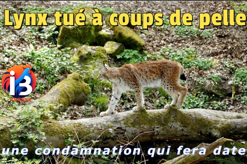 Lynx tué à coups de pelle : une condamnation qui fera date