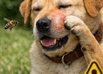 Abeilles, guêpes et chiens : quand une simple piqûre peut virer au drame