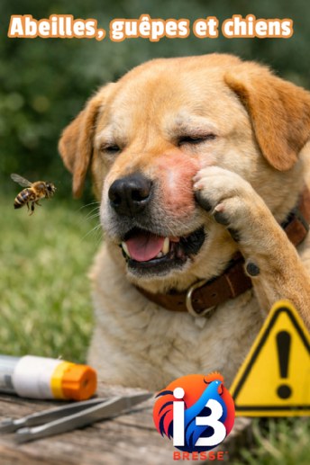Abeilles, guêpes et chiens : quand une simple piqûre peut virer au drame