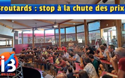 Les broutards se raréfient, les prix s’effondrent, les éleveurs de Saône-et-Loire n’y comprennent plus