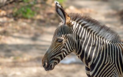 Un zèbre de Grévy naît à Touroparc, une nouvelle lueur pour une espèce en danger