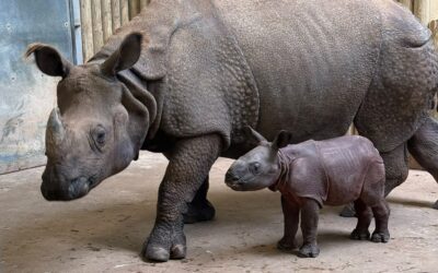 Une naissance rare, un secret bien gardé : Touroparc annonce enfin la naissance de son rhinocéros indien