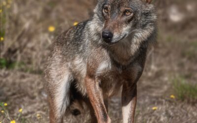 Le loup, l’éleveur et le fusil : la fuite en avant de l’État