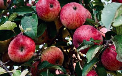 Des pommes bressanes pour réparer les articulations ?