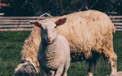 Alerte Sanitaire : La Fièvre Catarrhale Ovine frappe la Saône-et-Loire
