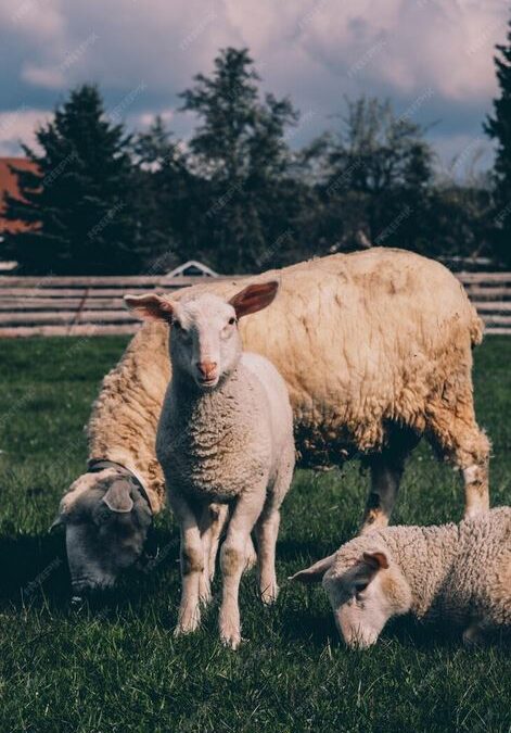 Alerte Sanitaire : La Fièvre Catarrhale Ovine frappe la Saône-et-Loire