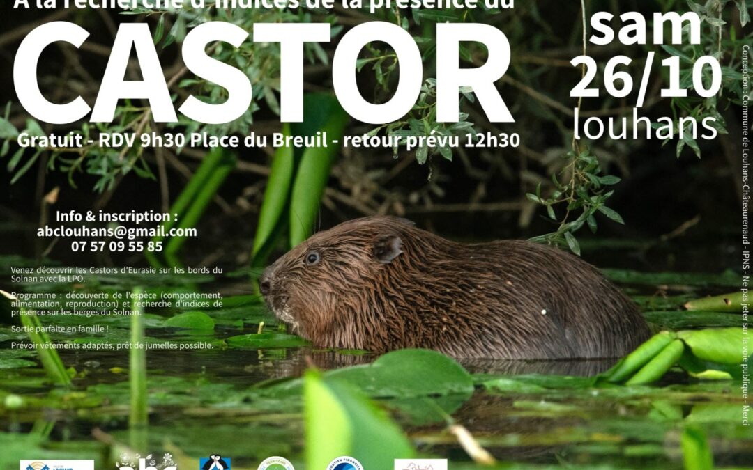 Partez à la découverte du castor à Louhans: samedi 26 octobre 2024