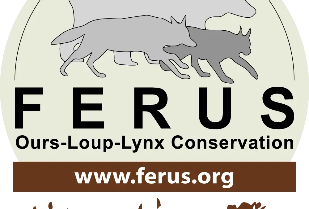 Le loup “boiteux” : symbole d’une guerre sans fin ?