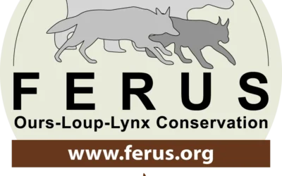 Le loup “boiteux” : symbole d’une guerre sans fin ?